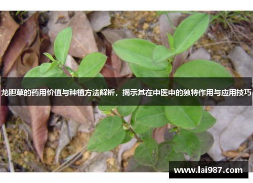 龙胆草的药用价值与种植方法解析,揭示其在中医中的独特作用与应用技巧 龙胆草的药用价值与种植方法解析,揭示其在中医中的独特作用与应用技巧